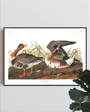 Load image into Gallery viewer, White-Fronted Goose Print by John Audubon