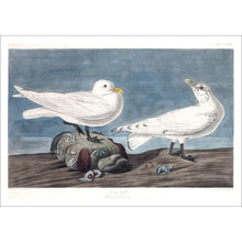 Load image into Gallery viewer, Ivory Gull Print by John Audubon