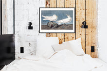 Load image into Gallery viewer, Ivory Gull Print by John Audubon