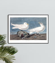 Load image into Gallery viewer, Ivory Gull Print by John Audubon