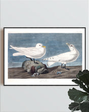 Load image into Gallery viewer, Ivory Gull Print by John Audubon