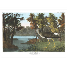 Load image into Gallery viewer, Yellow Shank Print by John Audubon