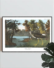 Load image into Gallery viewer, Yellow Shank Print by John Audubon