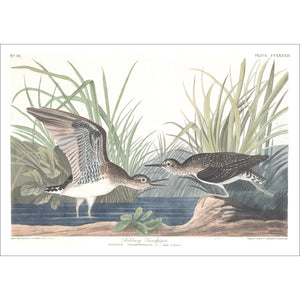 Solitary Sandpiper Print by John Audubon