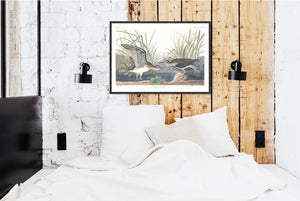 Solitary Sandpiper Print by John Audubon