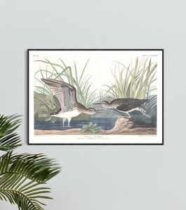 Solitary Sandpiper Print by John Audubon