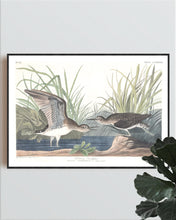 Load image into Gallery viewer, Solitary Sandpiper Print by John Audubon