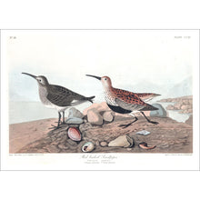Load image into Gallery viewer, Red Backed Sandpiper Print by John Audubon