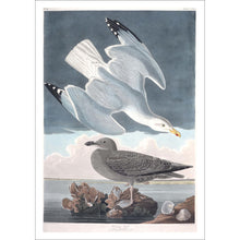 Load image into Gallery viewer, Herring Gull Print by John Audubon