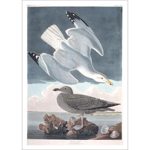 Herring Gull Print by John Audubon