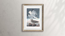 Load image into Gallery viewer, Herring Gull Print by John Audubon