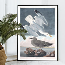 Load image into Gallery viewer, Herring Gull Print by John Audubon