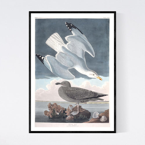Herring Gull Print by John Audubon
