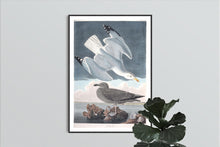 Load image into Gallery viewer, Herring Gull Print by John Audubon