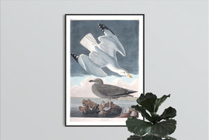 Herring Gull Print by John Audubon