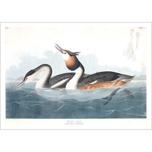 Load image into Gallery viewer, Crested Grebe Print by John Audubon