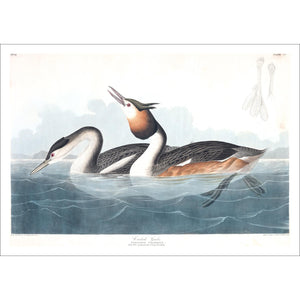 Crested Grebe Print by John Audubon
