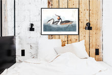 Load image into Gallery viewer, Crested Grebe Print by John Audubon