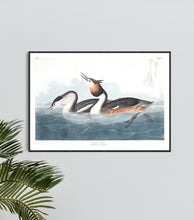 Load image into Gallery viewer, Crested Grebe Print by John Audubon