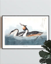 Load image into Gallery viewer, Crested Grebe Print by John Audubon