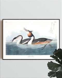 Crested Grebe Print by John Audubon