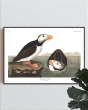 Load image into Gallery viewer, Large Billed Puffin Print by John Audubon