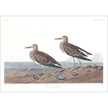 Load image into Gallery viewer, Pectoral Sandpiper Print by John Audubon