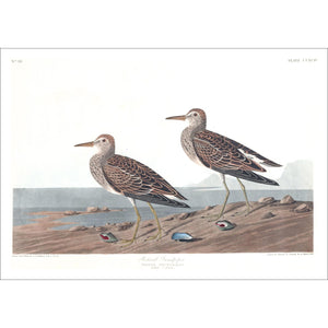 Pectoral Sandpiper Print by John Audubon