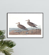 Load image into Gallery viewer, Pectoral Sandpiper Print by John Audubon