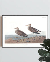 Load image into Gallery viewer, Pectoral Sandpiper Print by John Audubon