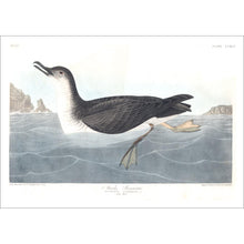 Load image into Gallery viewer, Manks Shearwater Print by John Audubon