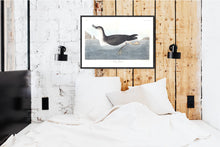 Load image into Gallery viewer, Manks Shearwater Print by John Audubon