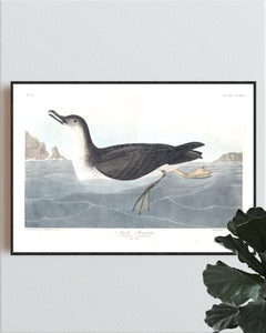 Manks Shearwater Print by John Audubon