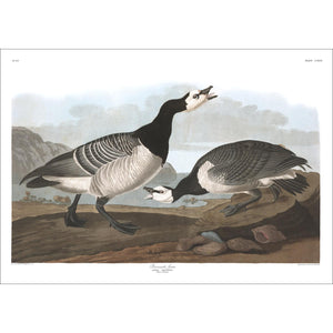 Barnacle Goose Print by John Audubon