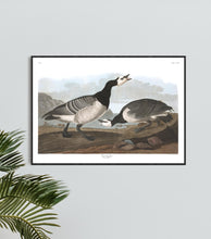 Load image into Gallery viewer, Barnacle Goose Print by John Audubon