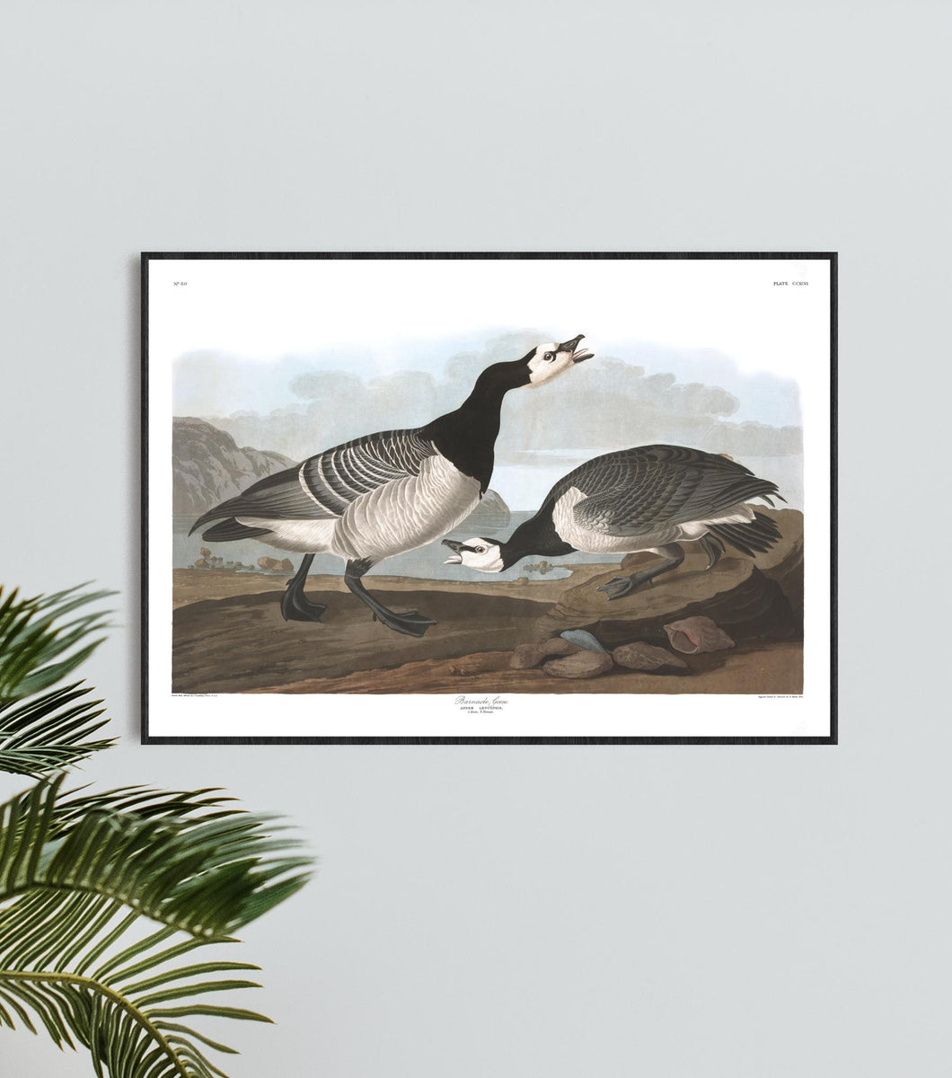 Barnacle Goose Print by John Audubon