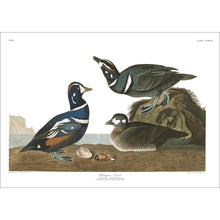 Load image into Gallery viewer, Harlequin Duck Print by John Audubon