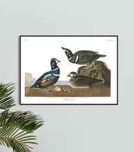 Load image into Gallery viewer, Harlequin Duck Print by John Audubon