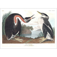 Load image into Gallery viewer, Red-Necked Grebe Print by John Audubon