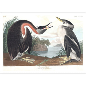 Red-Necked Grebe Print by John Audubon