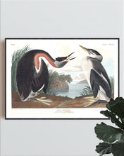 Load image into Gallery viewer, Red-Necked Grebe Print by John Audubon