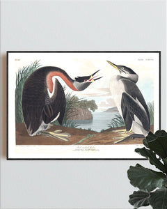 Red-Necked Grebe Print by John Audubon