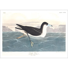Load image into Gallery viewer, Dusky Petrel Print by John Audubon