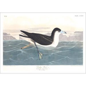 Dusky Petrel Print by John Audubon