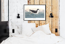 Load image into Gallery viewer, Dusky Petrel Print by John Audubon