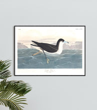 Load image into Gallery viewer, Dusky Petrel Print by John Audubon