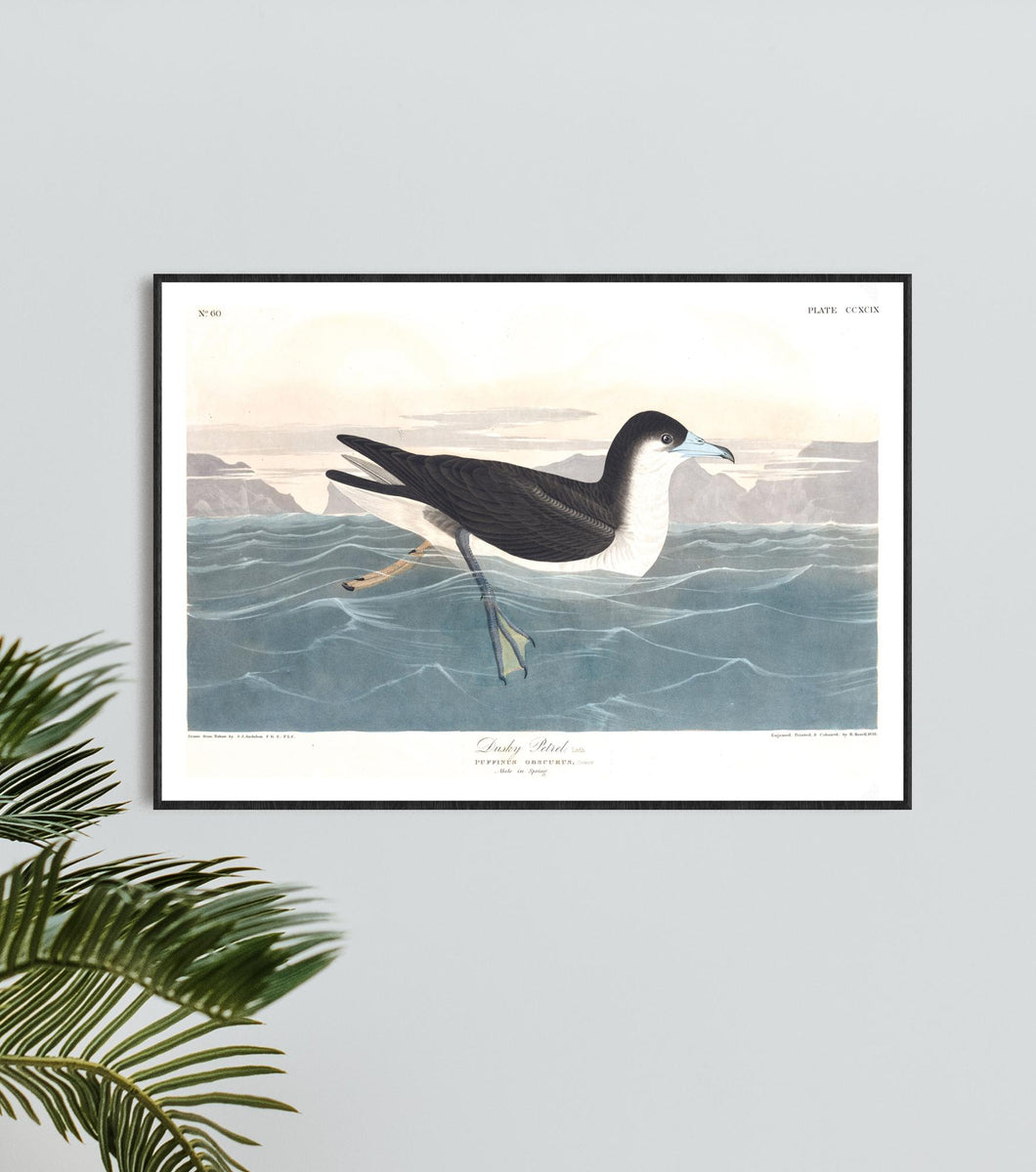 Dusky Petrel Print by John Audubon