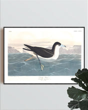 Load image into Gallery viewer, Dusky Petrel Print by John Audubon