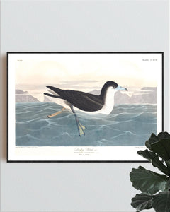 Dusky Petrel Print by John Audubon