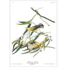Load image into Gallery viewer, Prothonotary Warbler Print by John Audubon